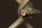 colorful, insect, bug