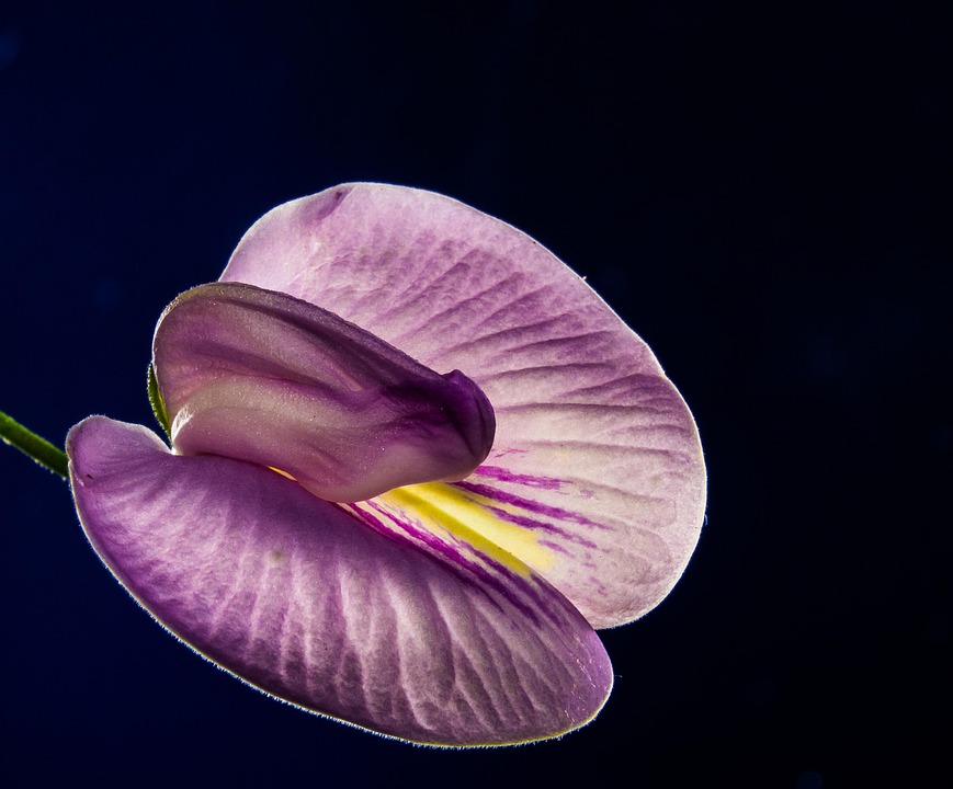 Small Flower Violet Free Photo On Pixabay Pixabay