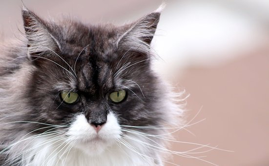 Free Maine Coon Cat photo and picture