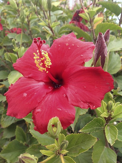 Free Hibiscus African Okra Flower photo and picture