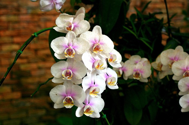 Free Orchid Flower photo and picture