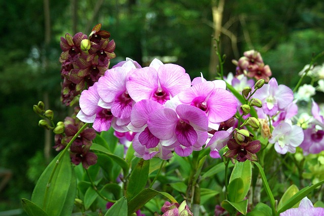 Free Orchid Flower photo and picture