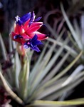 epiphyte in bloom, flower, blossom