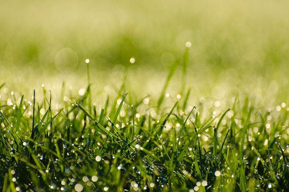 Free photo Morning, Dew, Grass, Water, Drops Free Image on Pixabay 216710