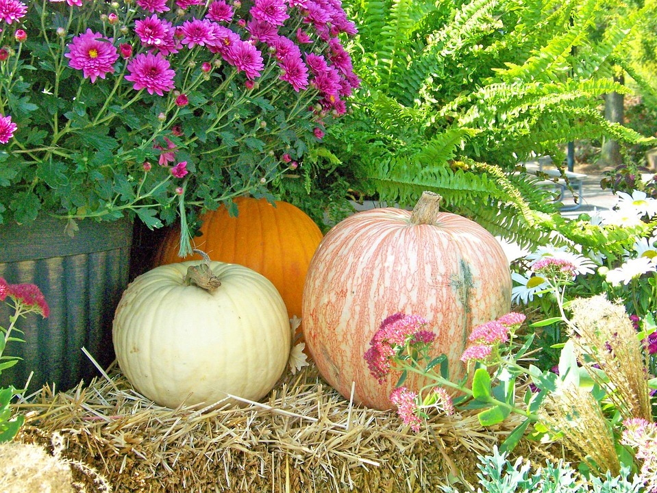 Høst blomster gresskar · gratis foto pÃ¥ pixabay Høstblomster