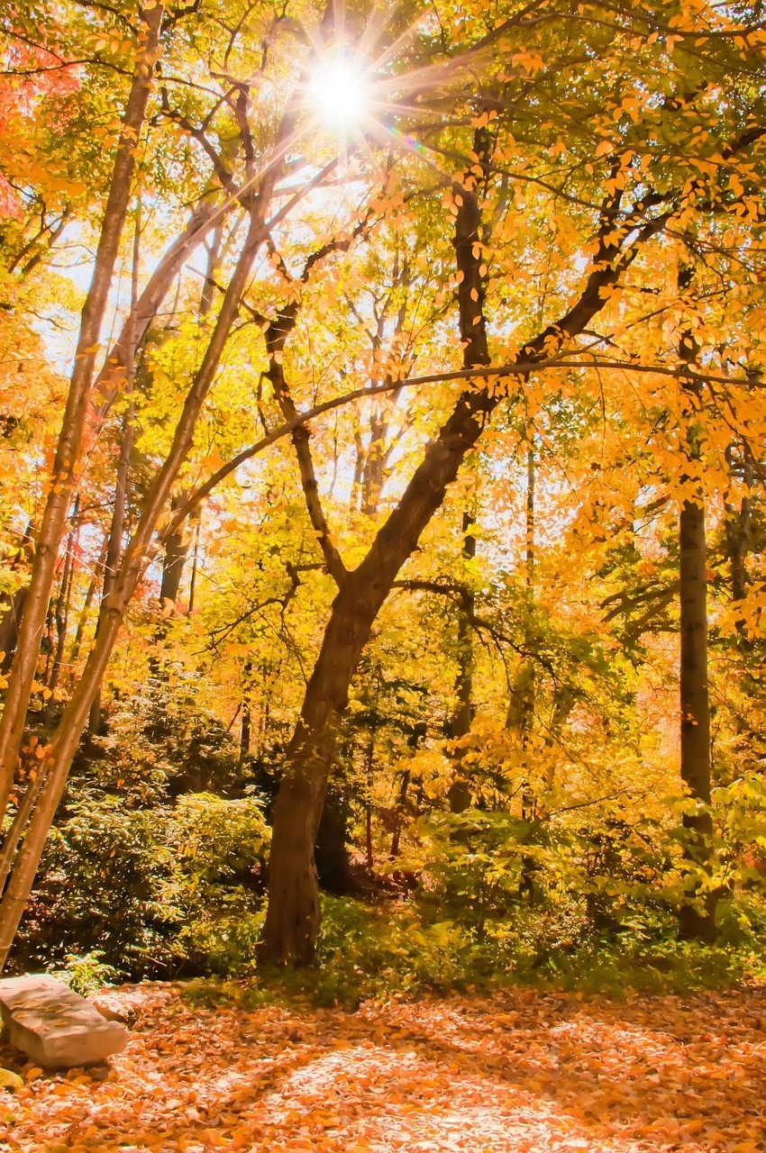 Autumn Background Beech - Free photo on Pixabay