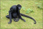 monkey, prehensile tail monkeys, spider monkey