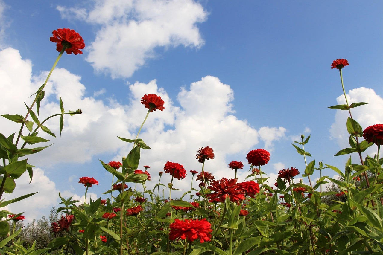 花 赤い花 花空 Pixabayの無料写真
