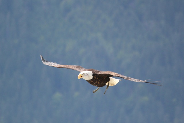 Free Birds Nature photo and picture