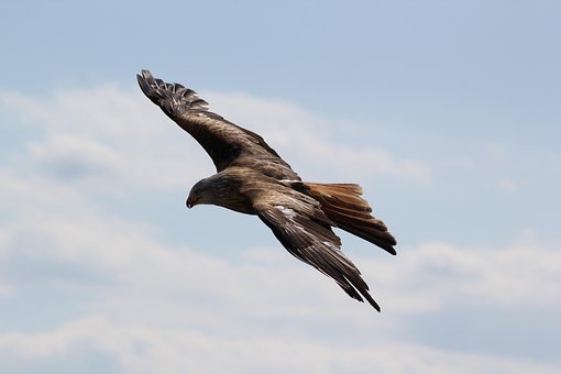Birds, Eagle
