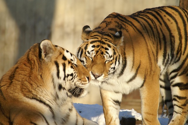 Dyr, Tiger, Stor Kat, Zoo