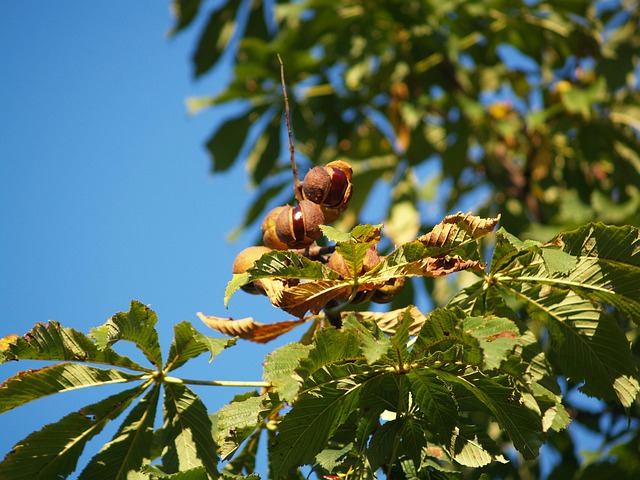 Free Chestnut Fall photo and picture