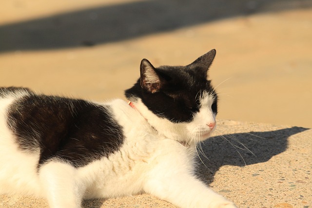Free Cat Cute Cat photo and picture