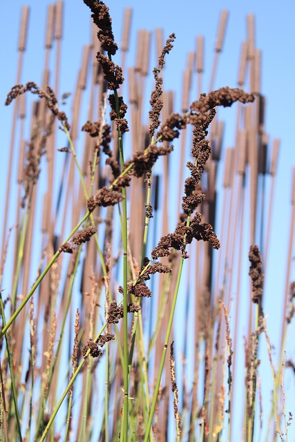 Free Flowers Nature photo and picture