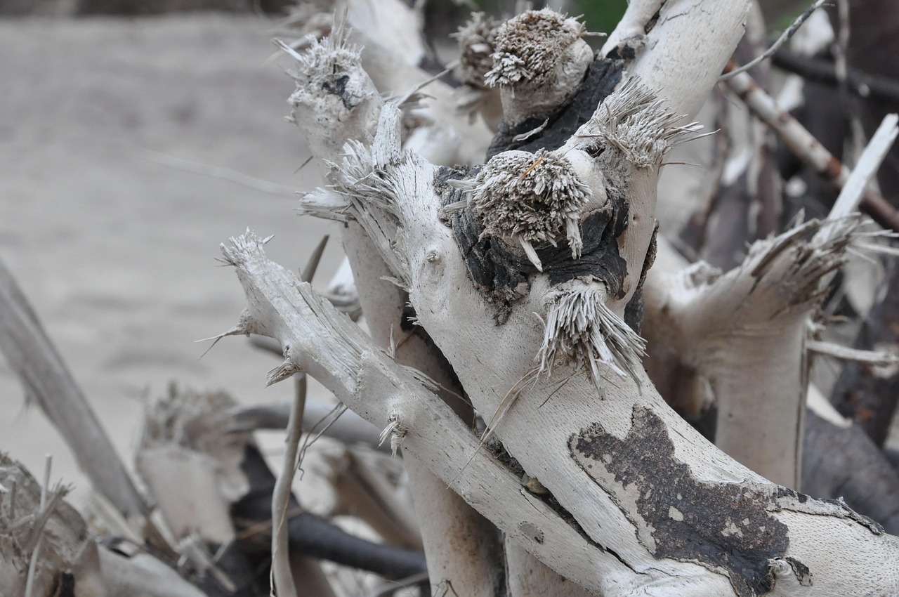 The Roots Of Dry - Free photo on Pixabay - Pixabay