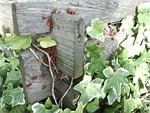 ivy, beetle, red