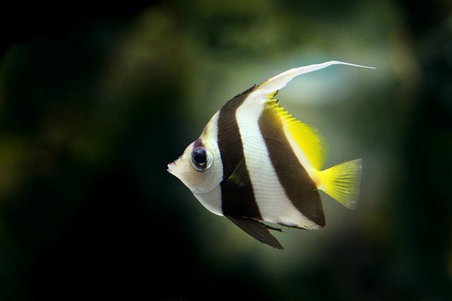 angelfish, fish, freshwater fish, pretty fish, flat fish, aquatic, aquarium, colorful, swim, swimming, fin, scales, stripes, black fish, black fishing, angelfish, angelfish, angelfish, angelfish, angelfish