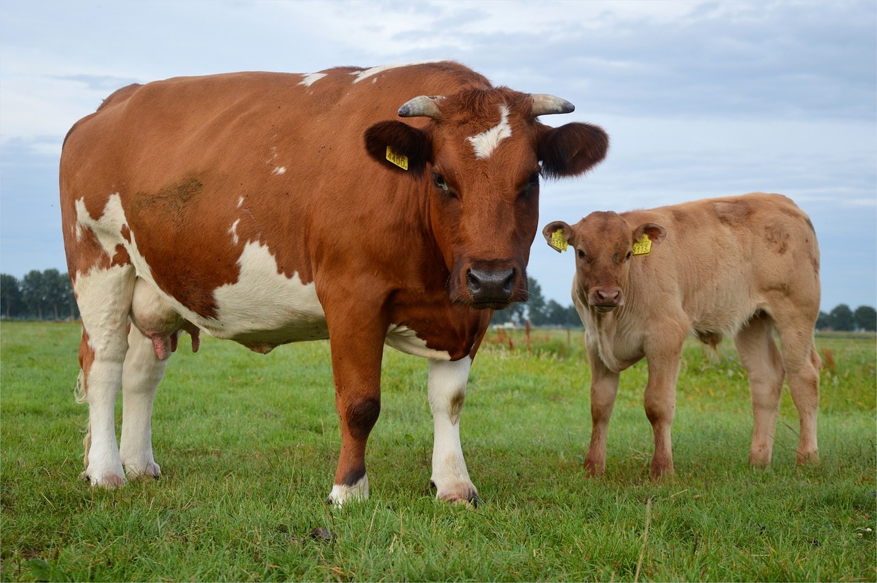 Cow And Bull Images Cultural Symbolism Financial Insights And 