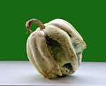 gourd, ornamental, fruit