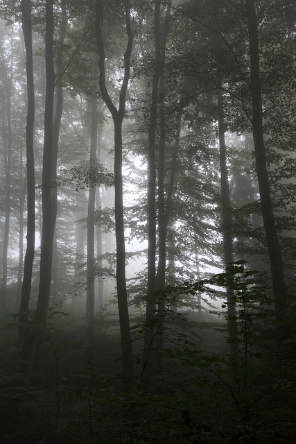 Free Forest Fall photo and picture