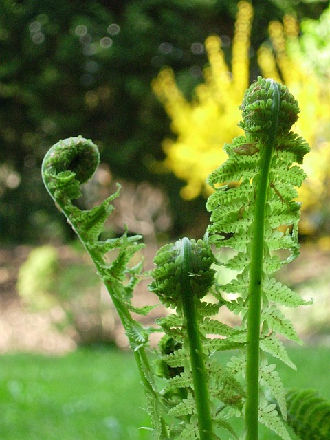 Free Fern Green photo and picture