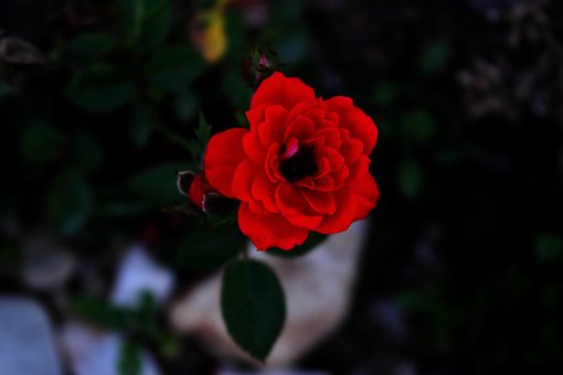 Free Roses Red photo and picture