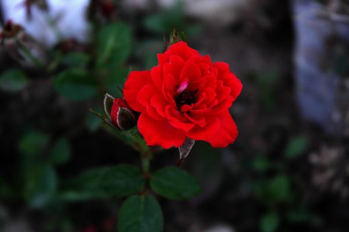 Free Roses Love photo and picture