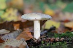 mushroom, fall, macro