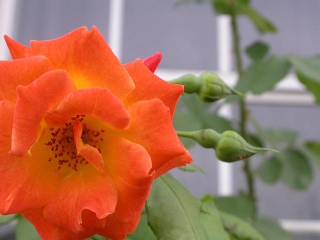 Free Rose Flower photo and picture