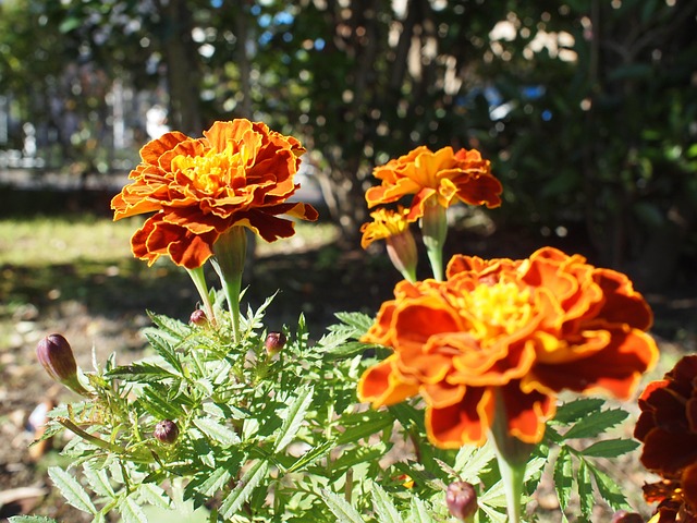 Bloemen, Planten, Bloem Behang