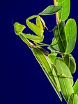 praying mantis, fishing locust, green