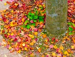 autumn, leaves, fallen