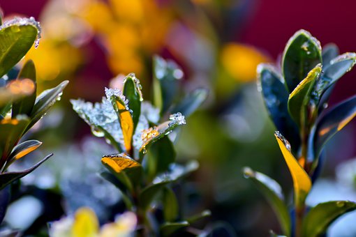 Free Frost Winter photo and picture