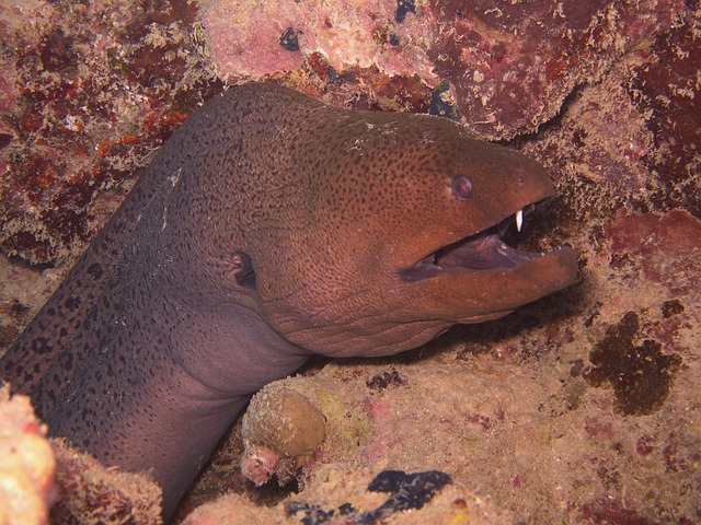 Free Moray Eel Underwater photo and picture