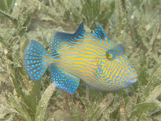 Free Triggerfish Young Fish photo and picture