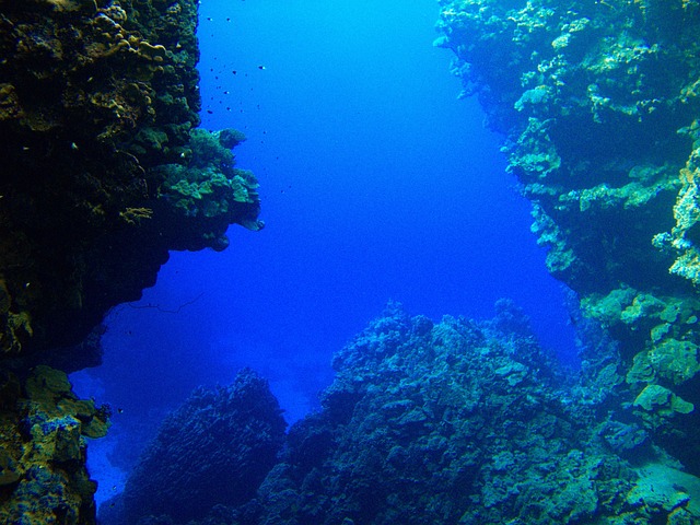 Free Reef Rotesmeer photo and picture