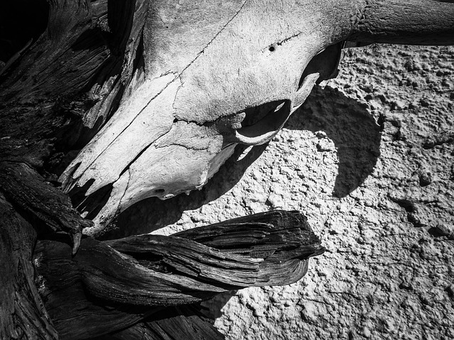 Free Skull Bones photo and picture