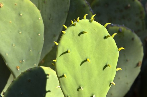 Cactus, Bladeren, Groente, Lommerrijk