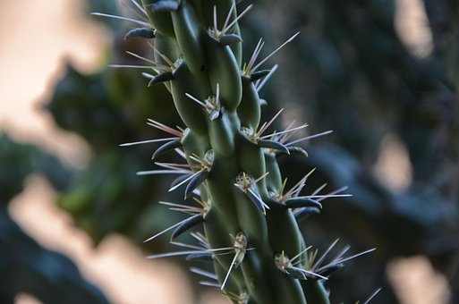 New Mexico Cactus, Cactus, Cactus Naald