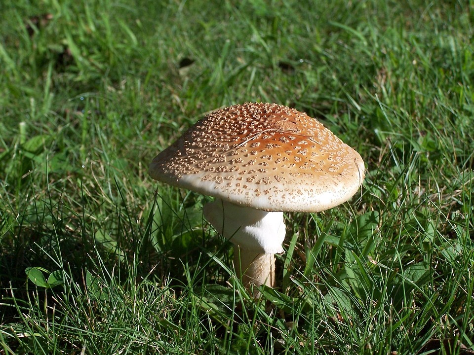 Mushroom Water Rain Free photo on Pixabay Pixabay