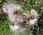 dandelion, blow, flower