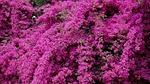 creeper, flowers, bright