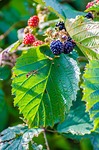 blackberry, bush, plant