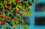 rose hip, rose, hip