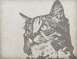 cat, portrait, close-up