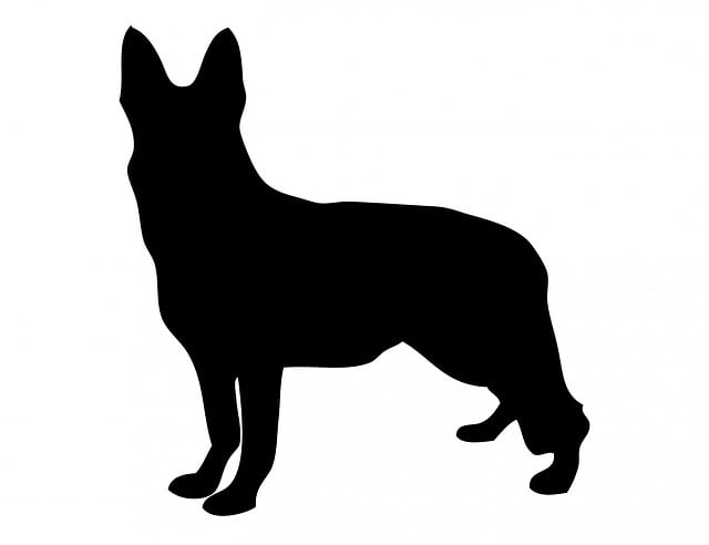 Câine, Ciobanesc German