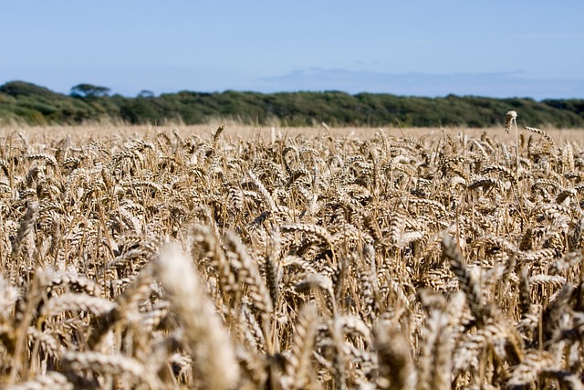 Trigo Campo De Cultivos - Foto gratis en Pixabay - Pixabay