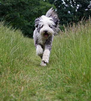 Bearded Collie, Bearded Collie puppies for sale in Minnesota, MN
