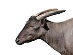 lowland anoa, midget, buffalo