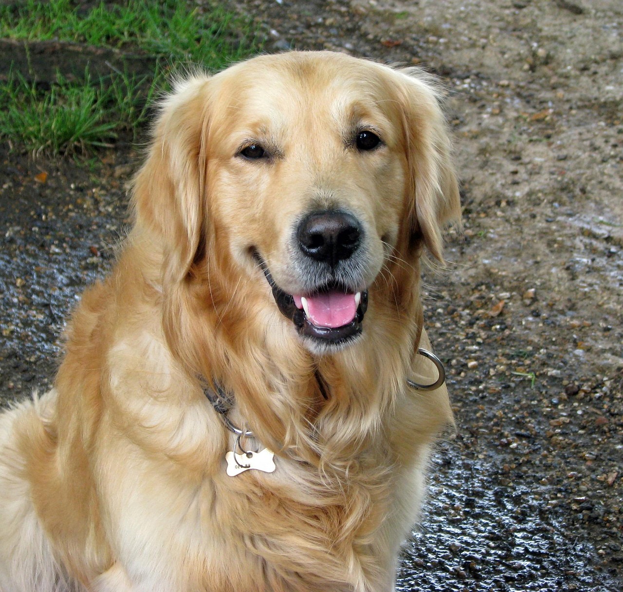 Dieser Golden Retriever Ist Der Beste Wecker Der Welt SWEYI